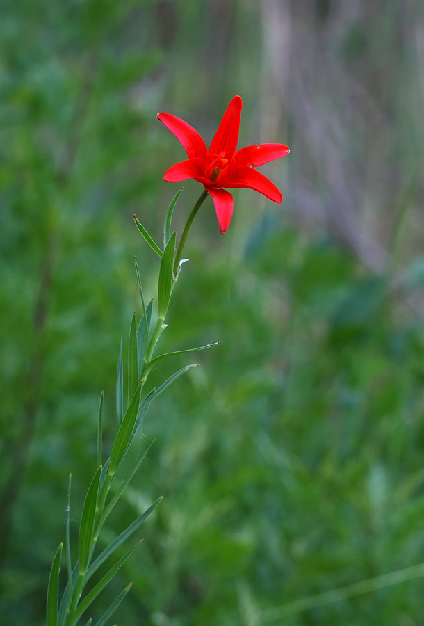 Image of Lilium buschianum specimen.