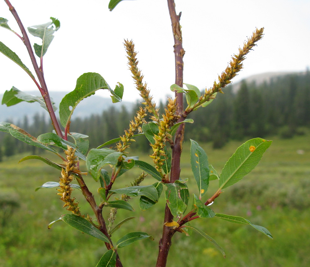 Image of Salix saposhnikovii specimen.