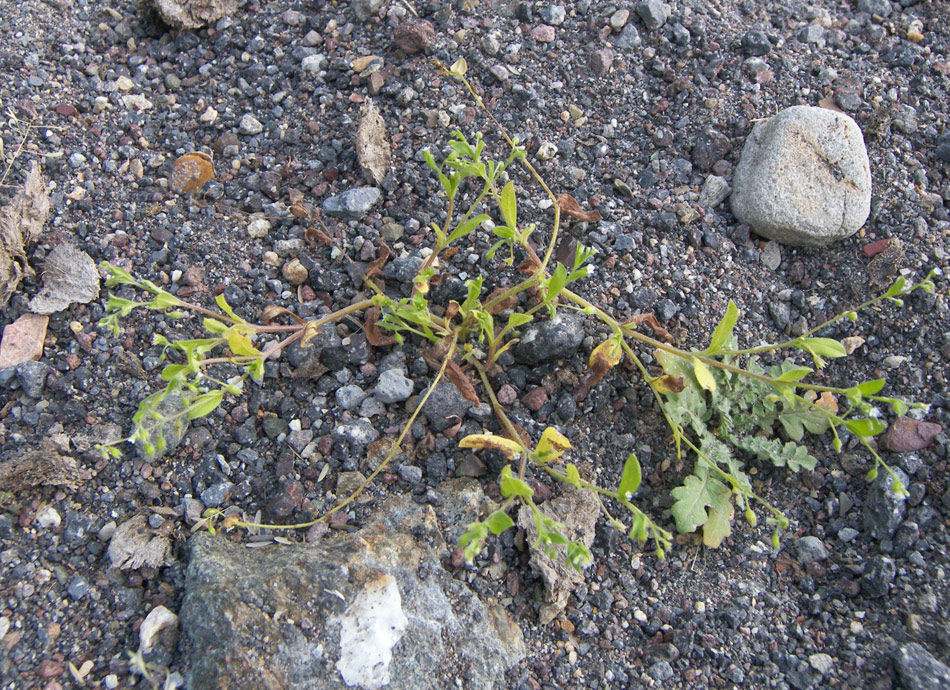 Image of Myosotis sparsiflora specimen.