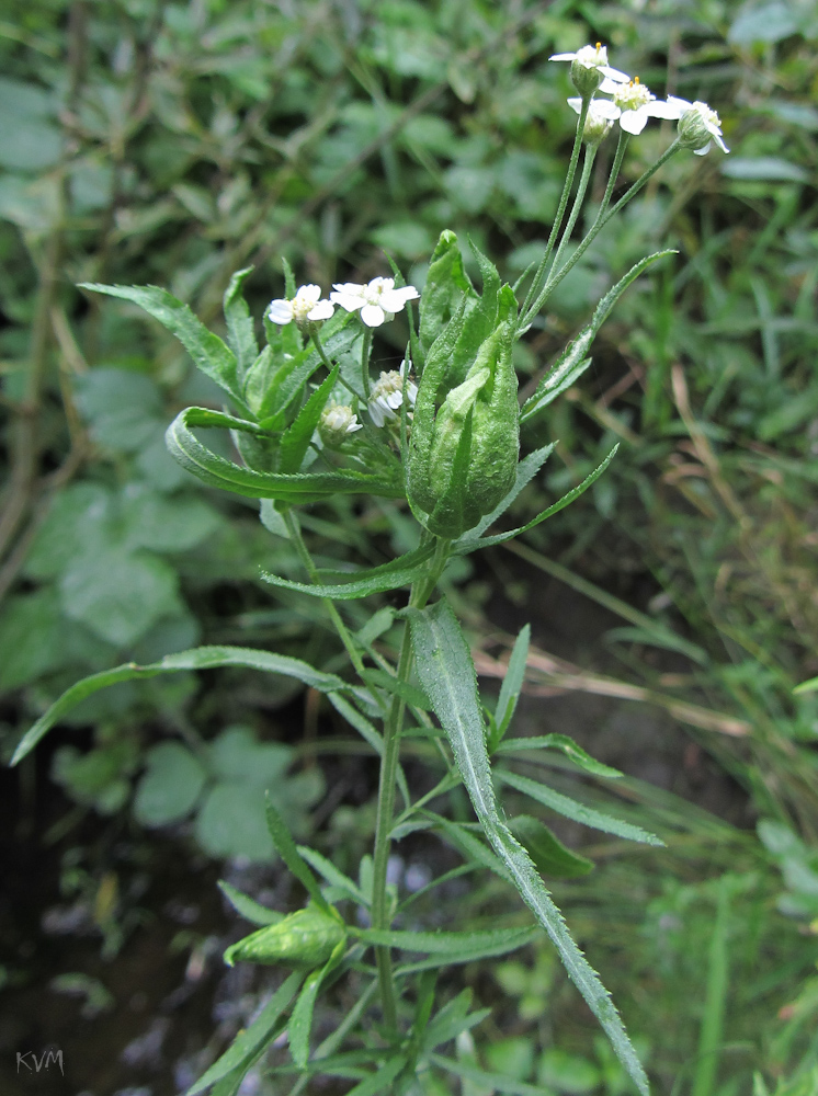 Image of Achillea cartilaginea specimen.