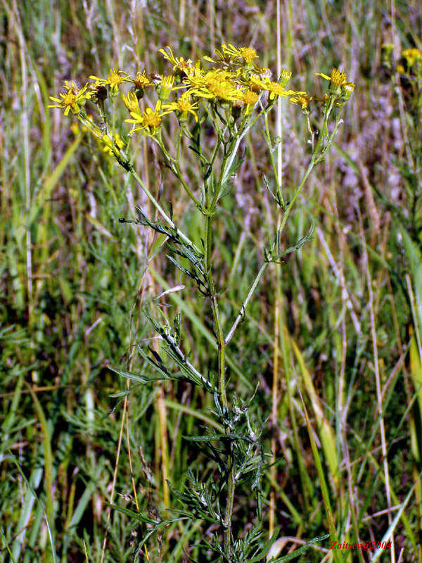 Image of Senecio erucifolius specimen.