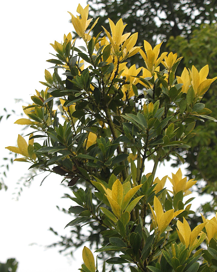 Image of Ilex integra specimen.