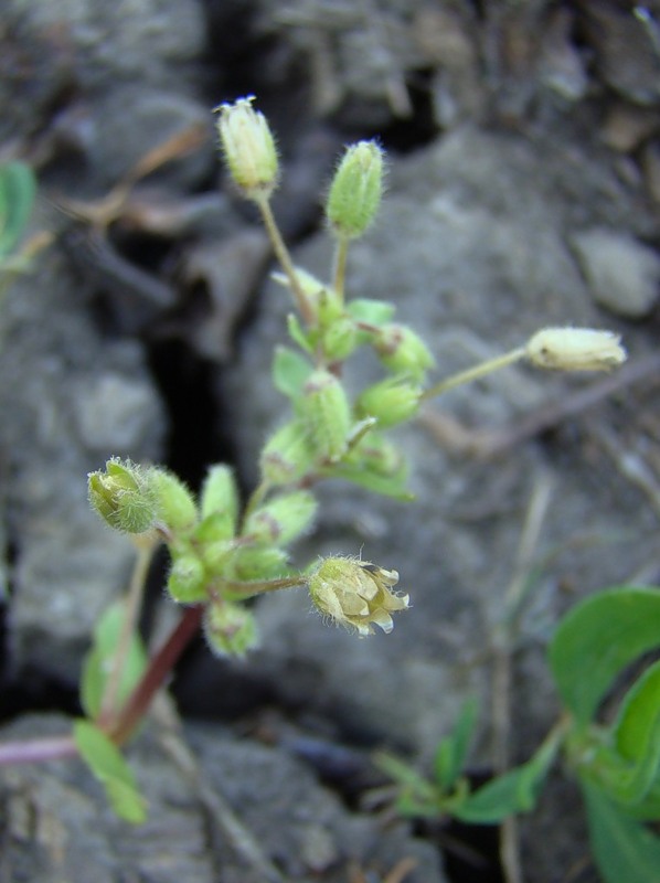 Image of Stellaria pallida specimen.