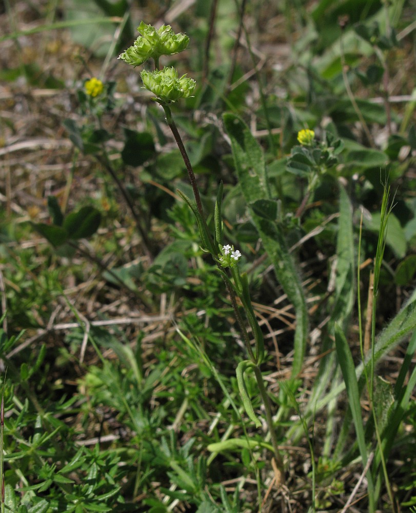 Image of Valerianella brachystephana specimen.