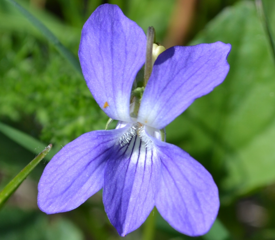 Image of Viola canina specimen.