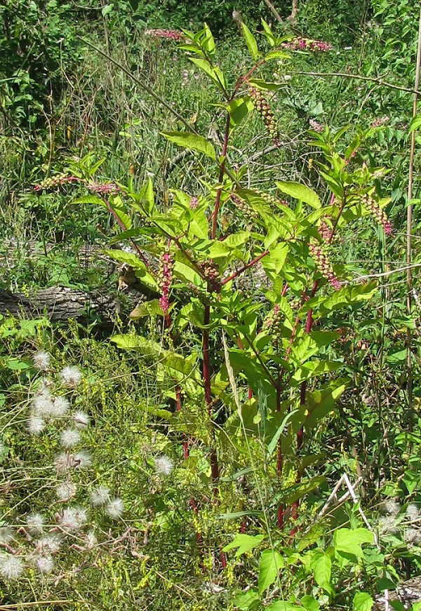 Изображение особи Phytolacca americana.