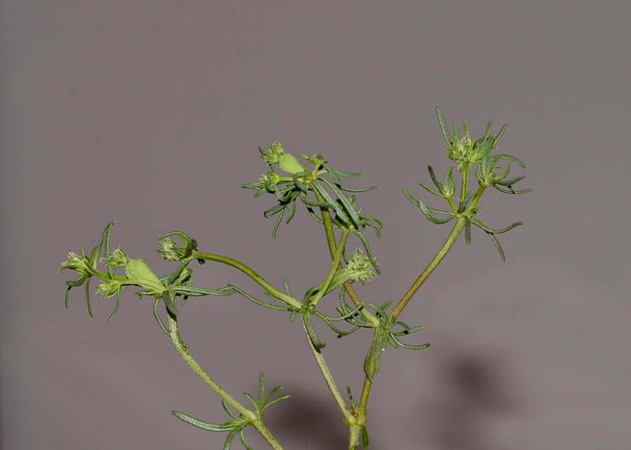 Image of Pteranthus dichotomus specimen.