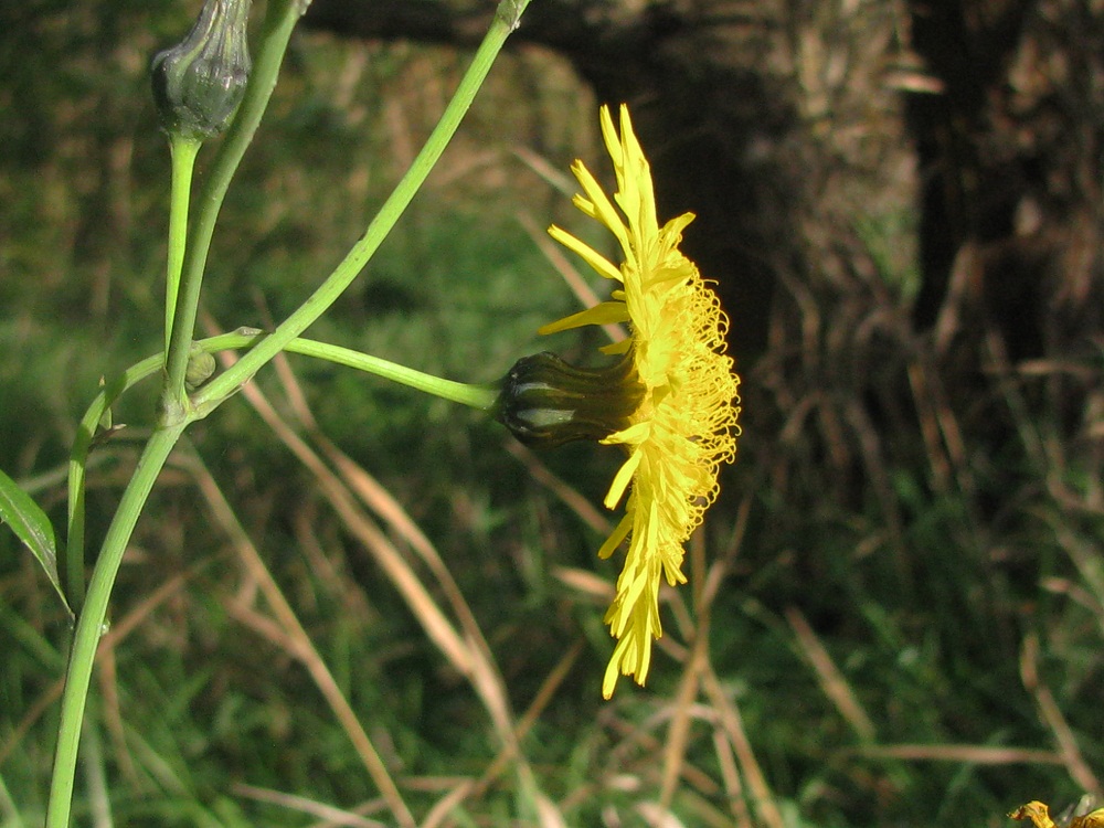 Image of Sonchus arvensis specimen.