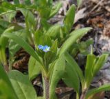 Myosotis sparsiflora. Верхушка цветущего побега. Украина, г. Запорожье, возле оз. Кушугум. 20.04.2013.