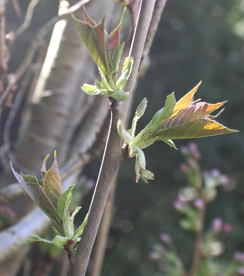 Image of Prunus serrulata specimen.