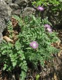 Psephellus declinatus. Цветущее растение. Крым, окр. Соколиного, Большой Каньон, буковый лес, на скале. 3 мая 2013 г.