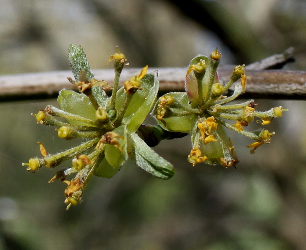 Изображение особи Cornus officinalis.