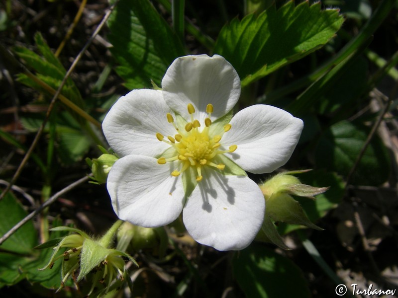 Image of Fragaria campestris specimen.