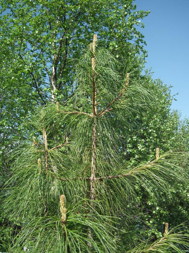 Изображение особи Pinus sibirica.