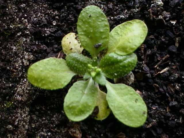 Изображение особи Arabidopsis thaliana.