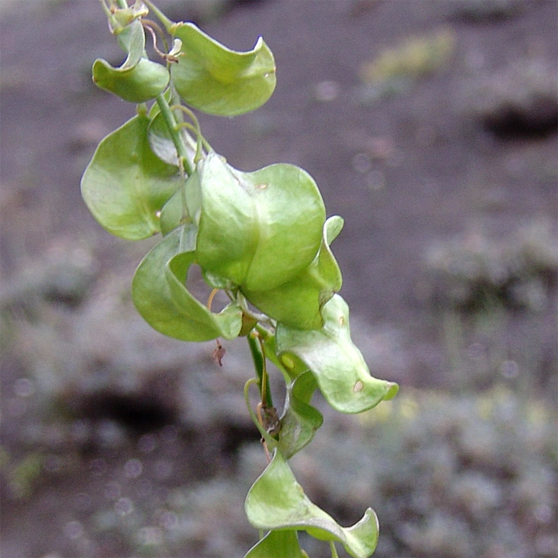 Image of Isatis steveniana specimen.