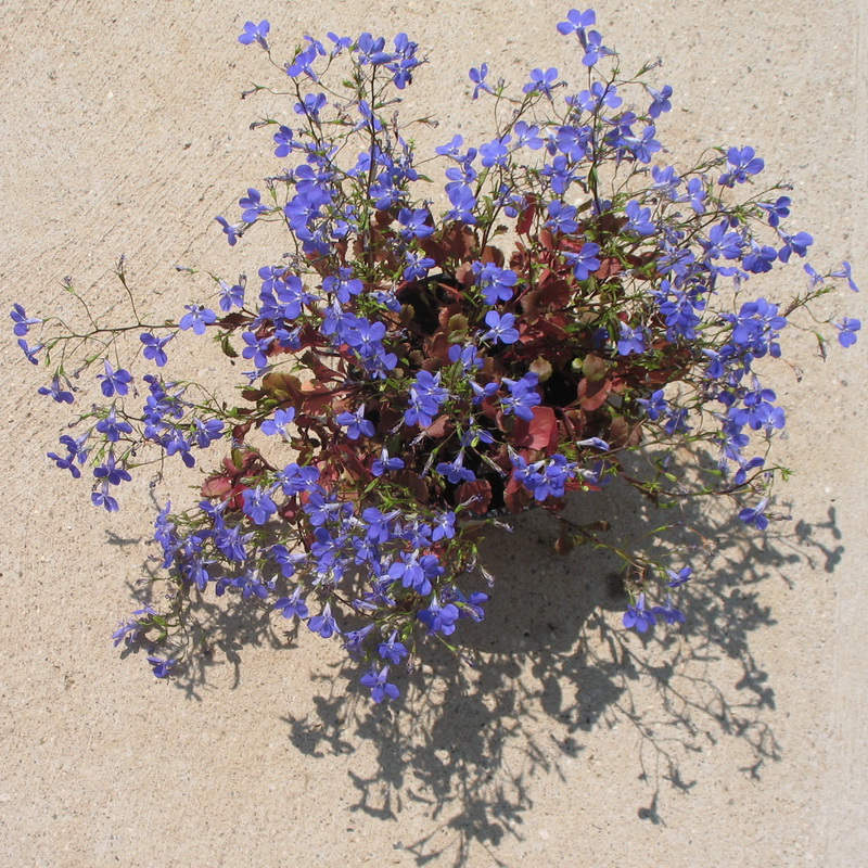 Image of Lobelia erinus specimen.