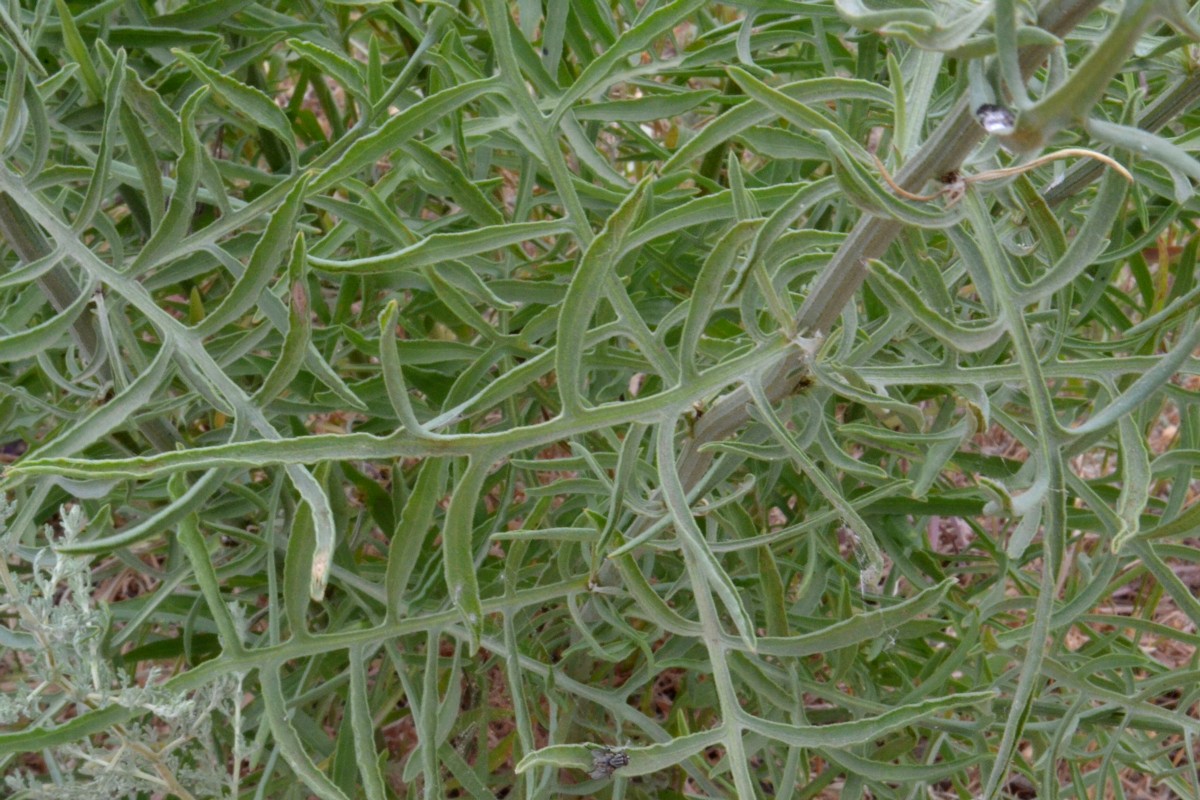 Image of Centaurea adpressa specimen.