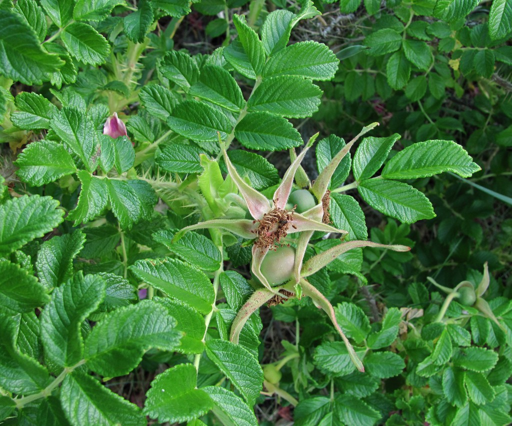 Image of Rosa rugosa specimen.