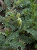 Astragalus ciceroides. Верхушка побега с соцветием. Карачаево-Черкесия, Теберда, гора Лысая. 29.05.2013.