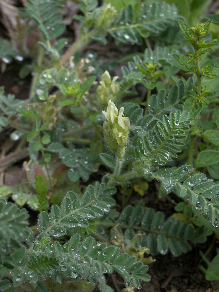 Image of Astragalus ciceroides specimen.