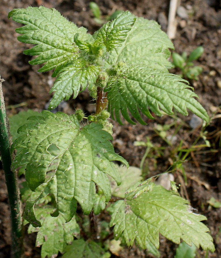 Image of Urtica pilulifera specimen.