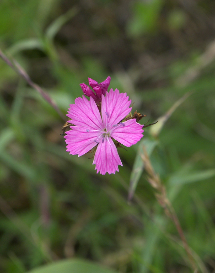 Image of Dianthus ruprechtii specimen.