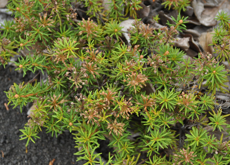 Image of Ledum decumbens specimen.