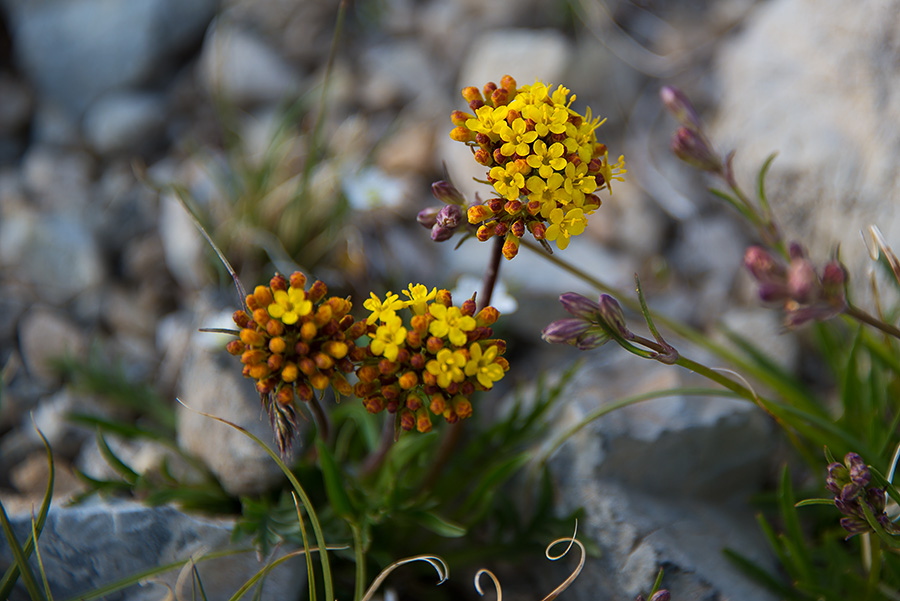 Image of Patrinia sibirica specimen.