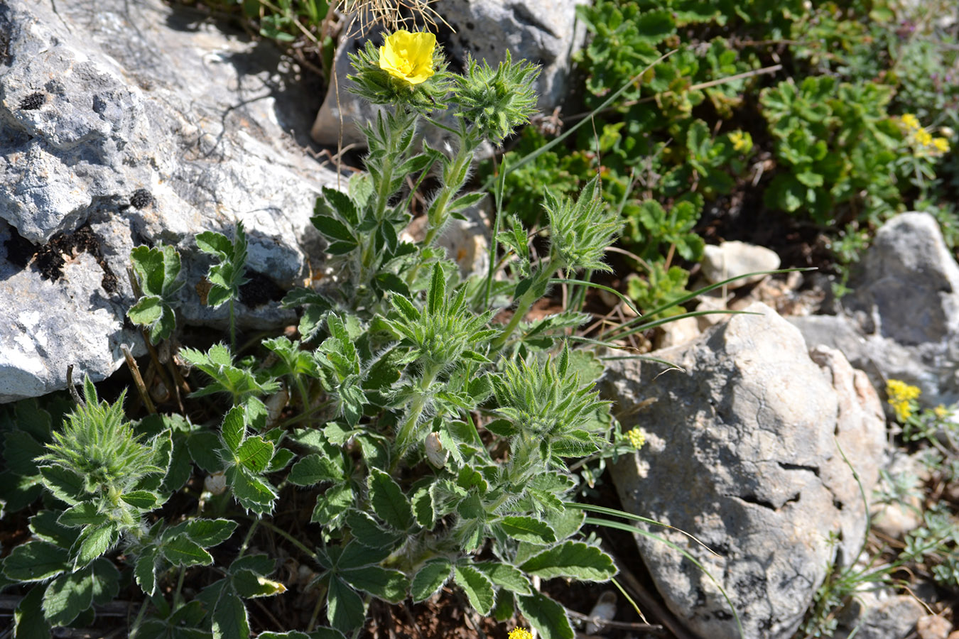 Image of Potentilla callieri specimen.