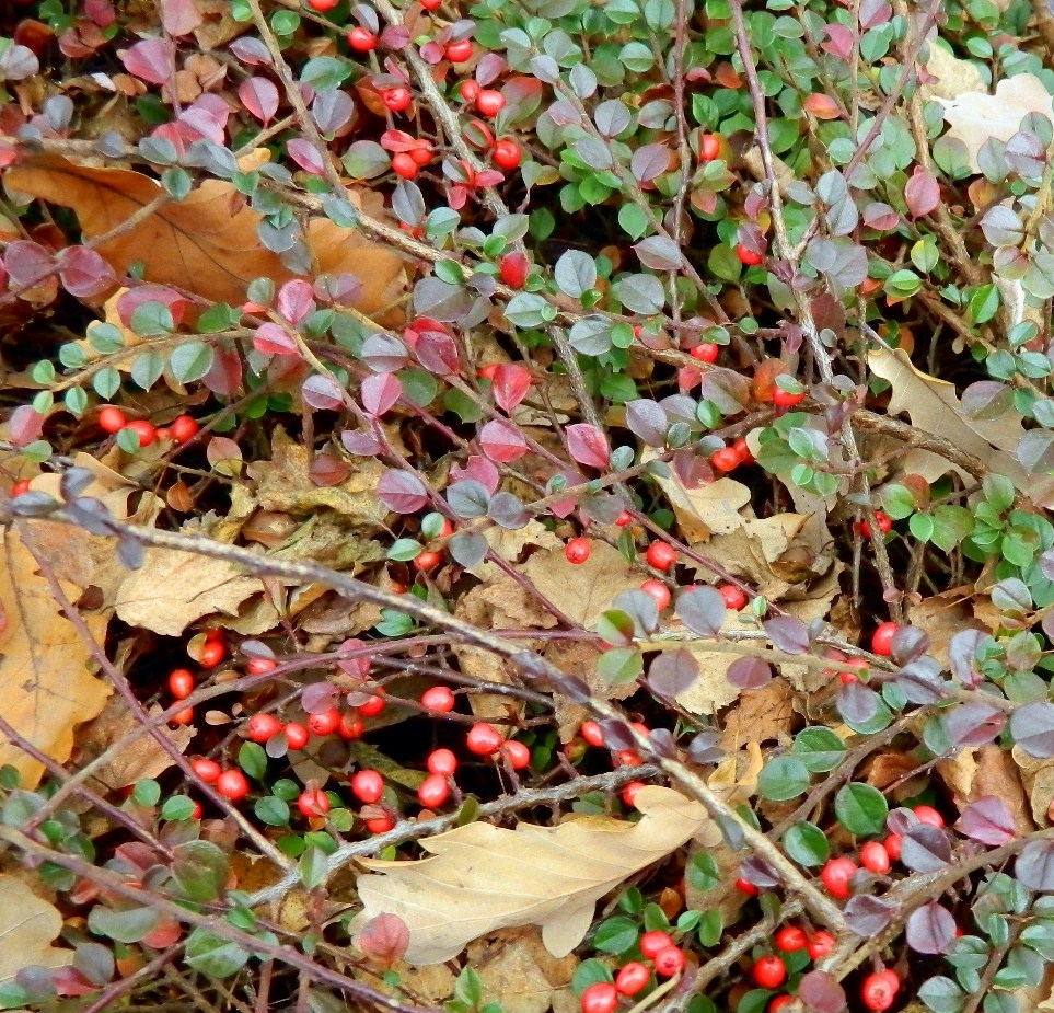 Image of Cotoneaster horizontalis specimen.