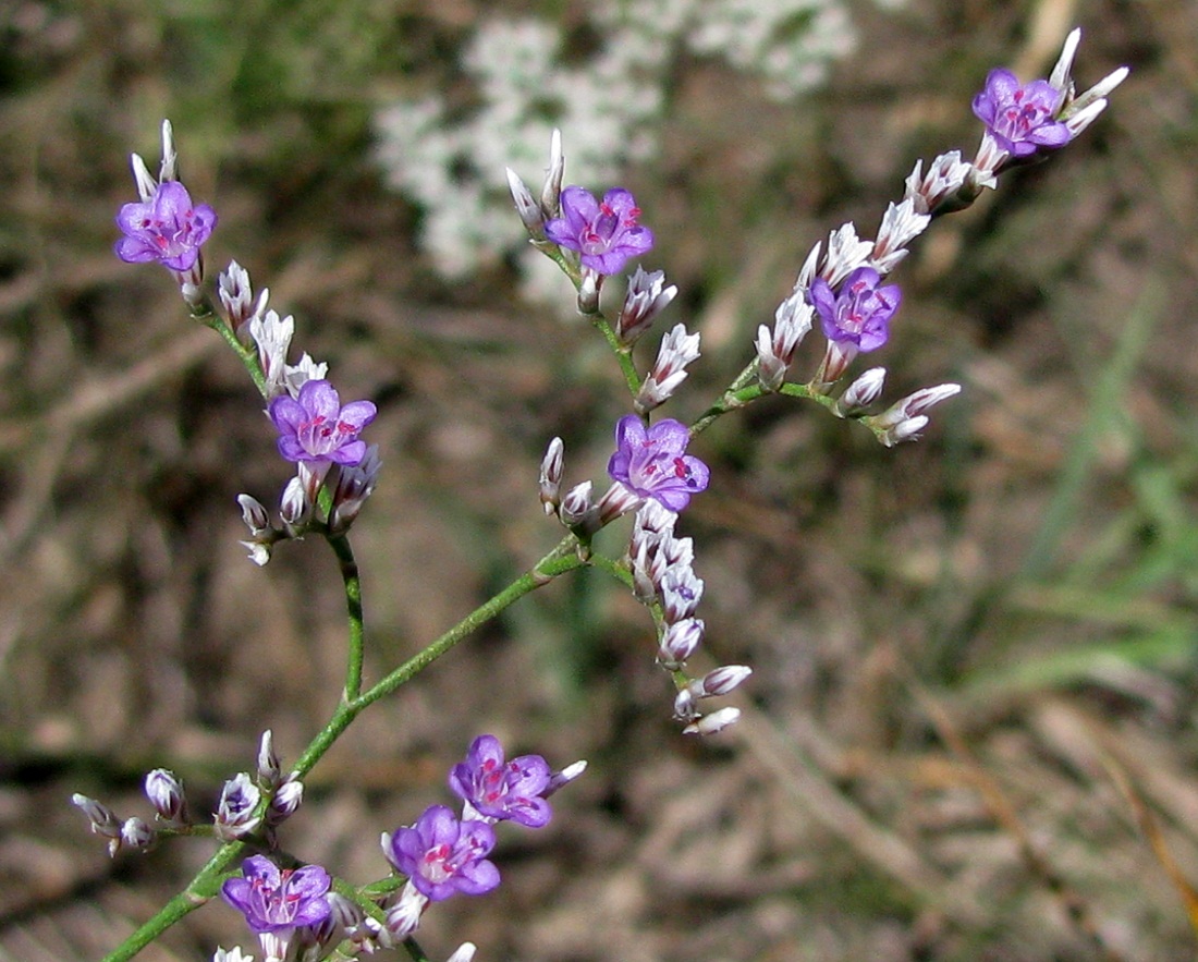 Изображение особи род Limonium.