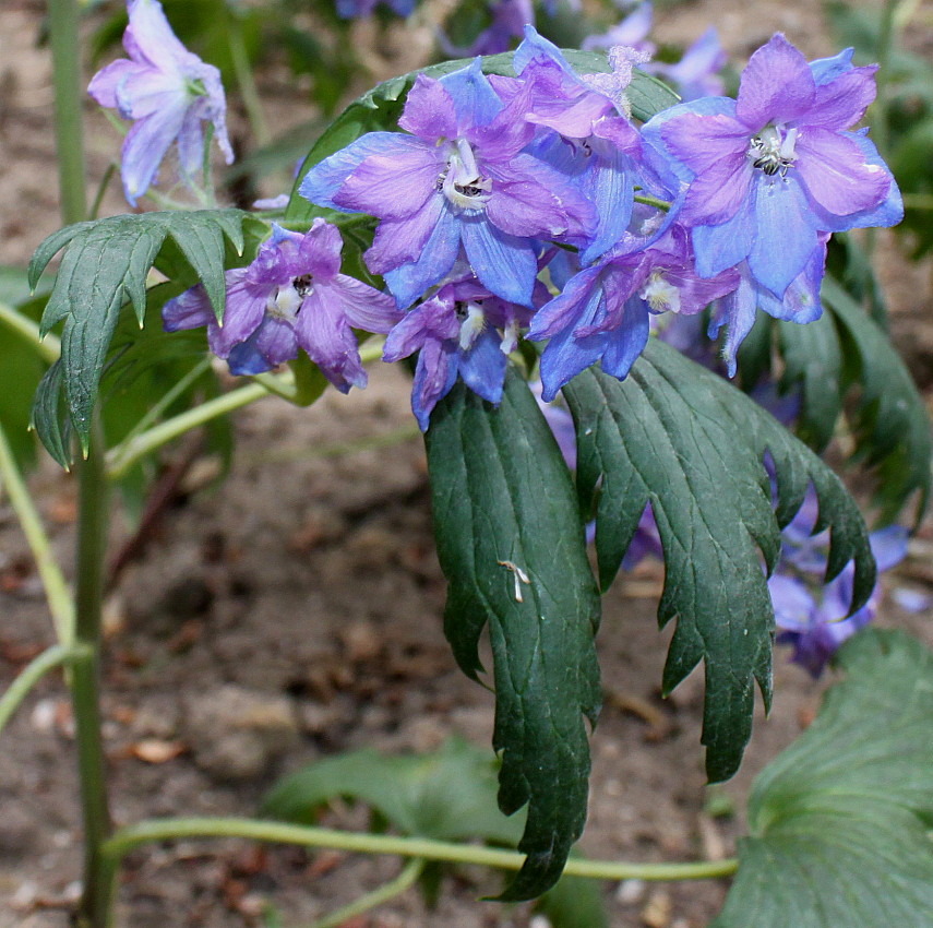 Изображение особи Delphinium ceratophorum.