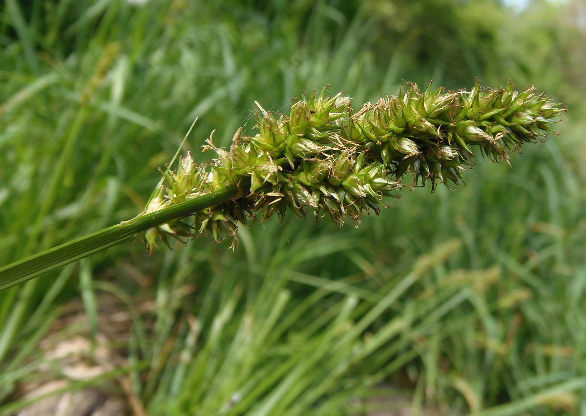 Image of genus Carex specimen.