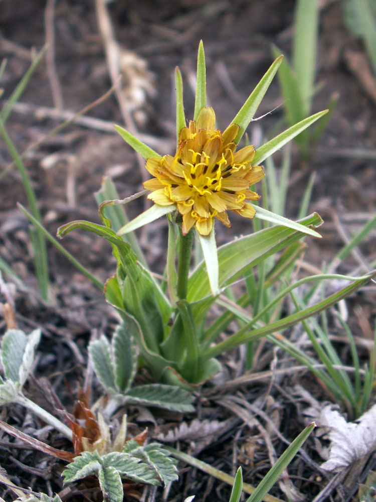 Image of genus Tragopogon specimen.