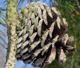 Pinus rigida. Прошлогодняя шишка. Германия, г. Дюссельдорф, Ботанический сад университета. 10.03.2014.