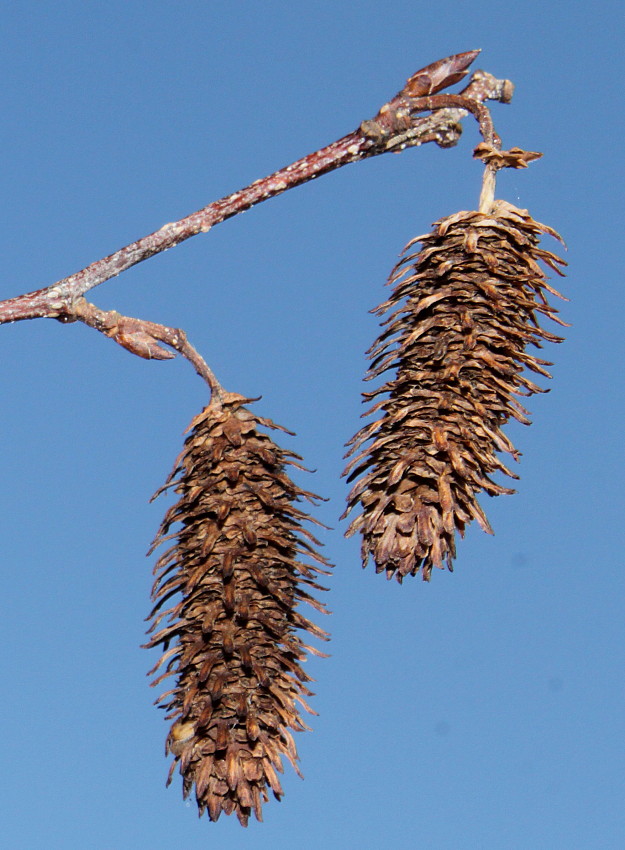 Image of Betula albosinensis specimen.