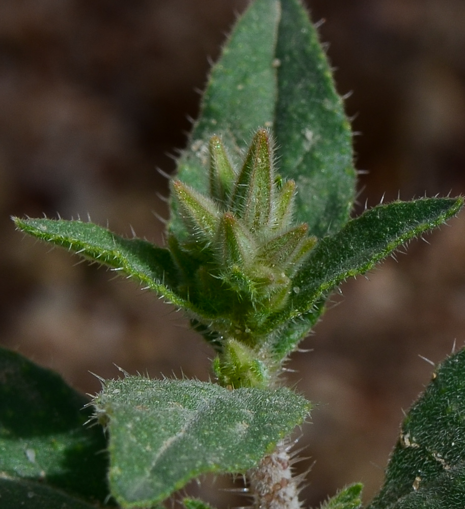 Изображение особи Trichodesma africana.