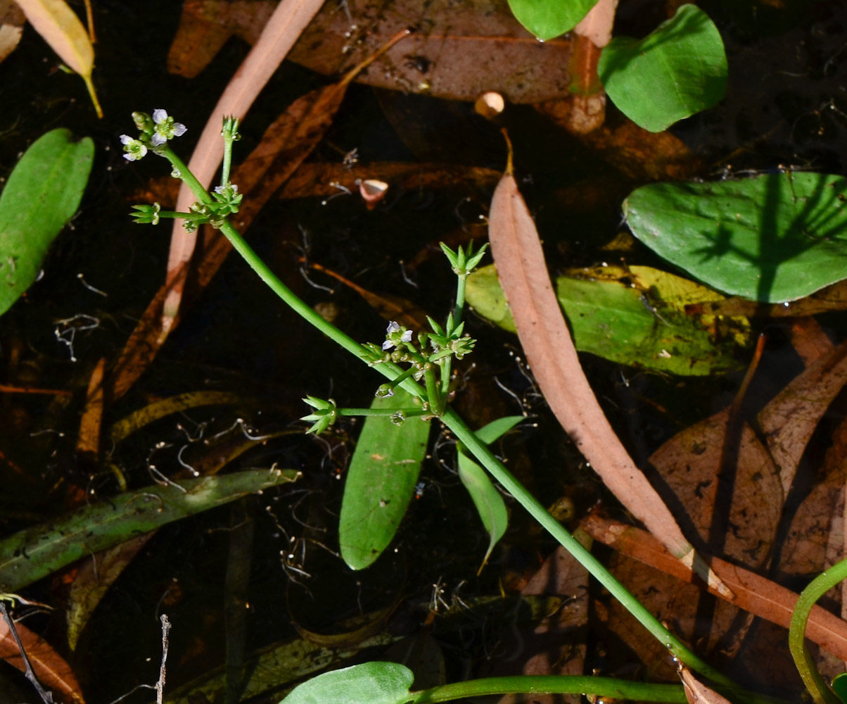 Image of Damasonium alisma specimen.