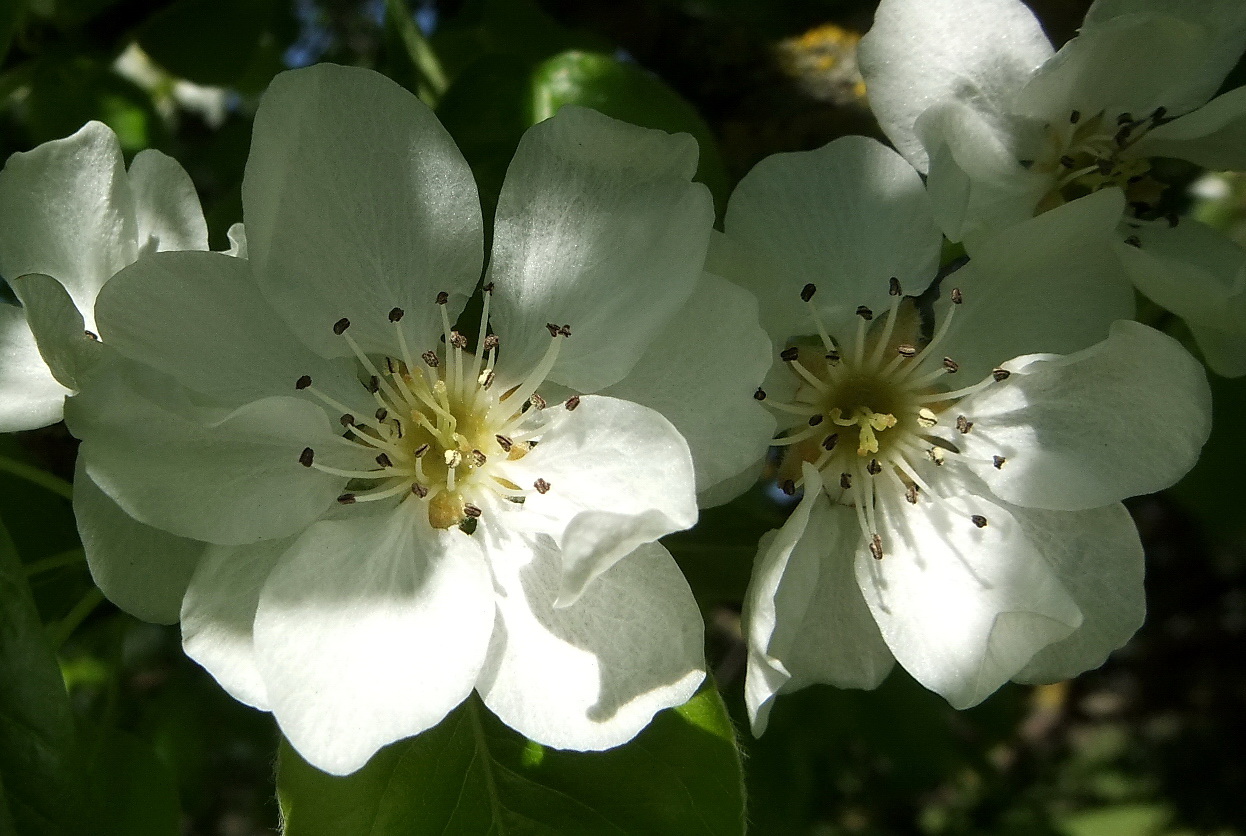 Image of Pyrus communis specimen.