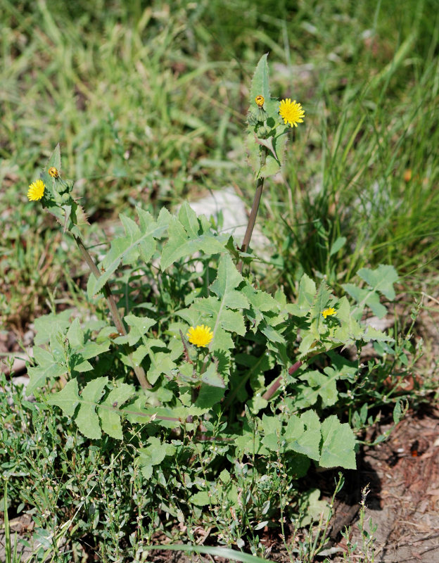 Изображение особи Sonchus oleraceus.