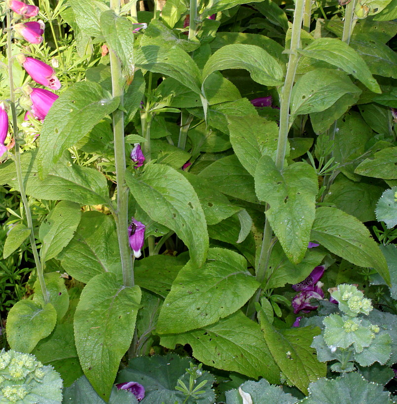 Image of Digitalis purpurea specimen.