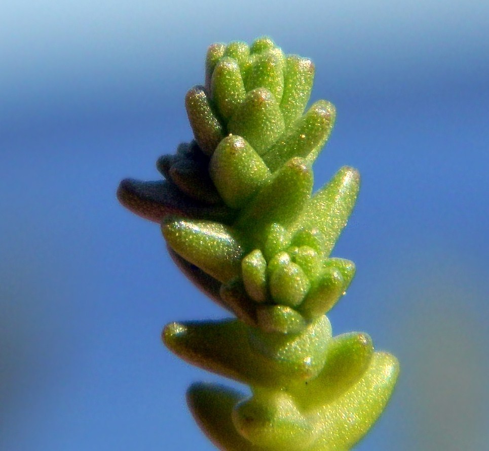 Image of Sedum acre specimen.