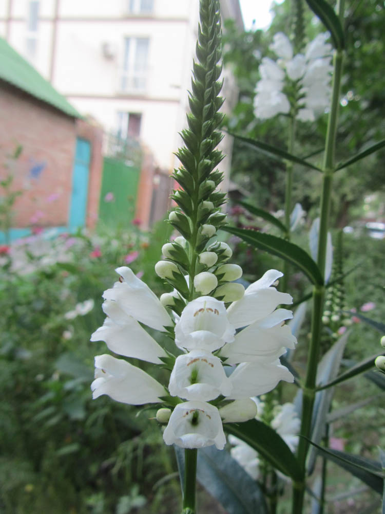 Image of Physostegia virginiana specimen.