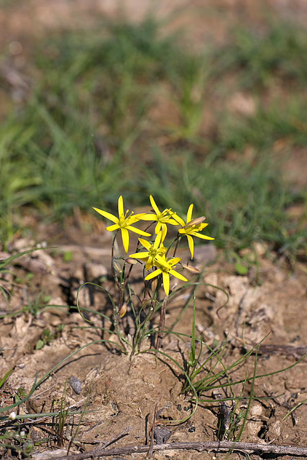 Image of genus Gagea specimen.