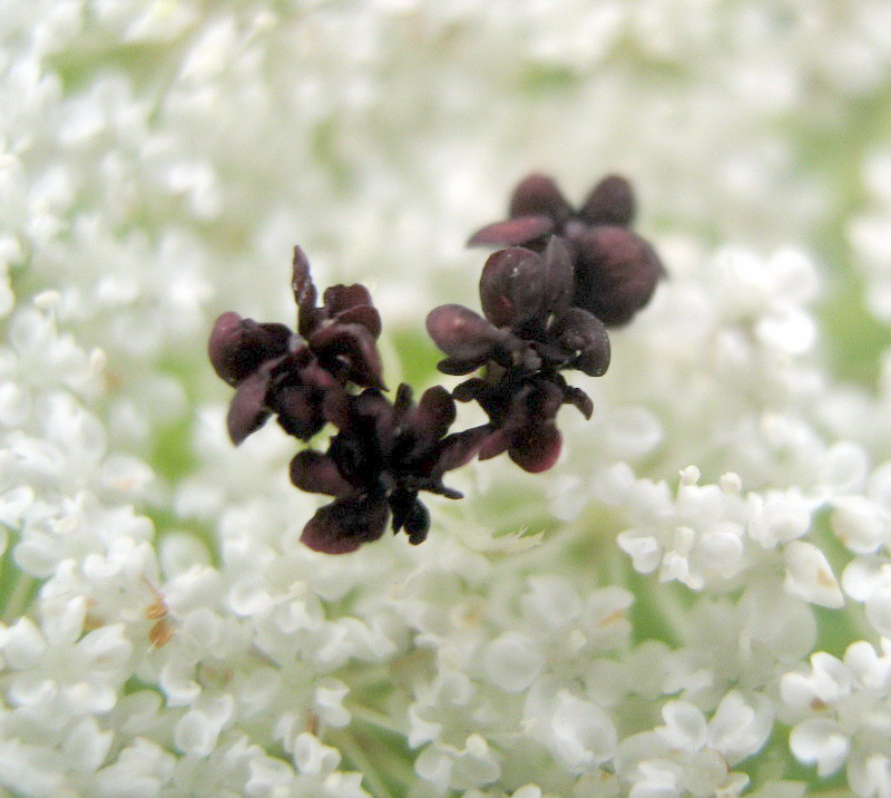 Image of Daucus carota specimen.