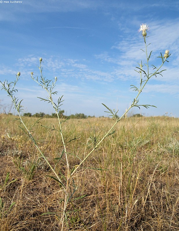 Image of Centaurea arenaria specimen.