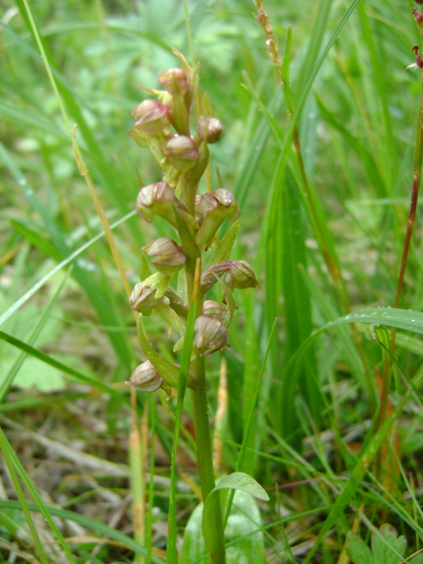 Image of Dactylorhiza viridis specimen.