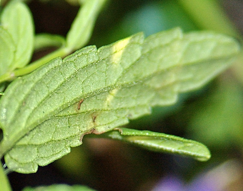 Image of Scutellaria scordiifolia specimen.