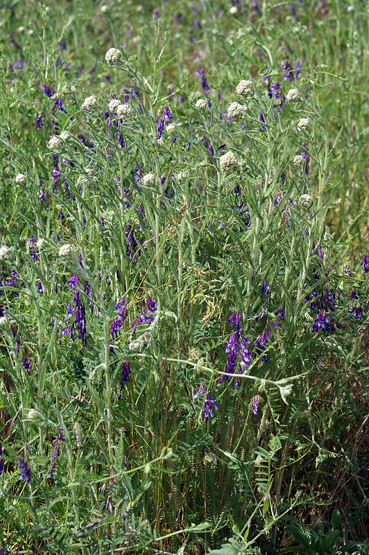 Image of genus Achillea specimen.